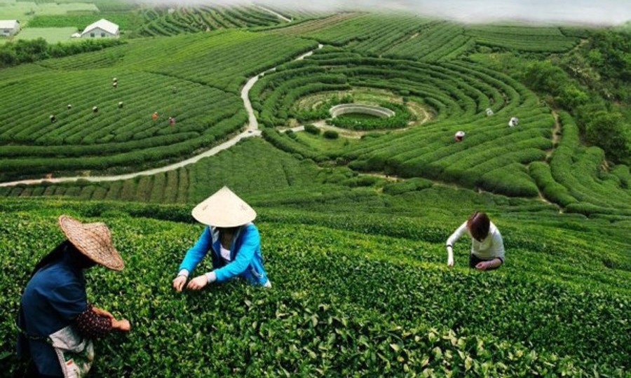 https://www.hatuyentea.com/Resource/Blogs/Thumbnails/4/38/cach-chon-tra-hoa-sen-thom-ngon-38.jpg